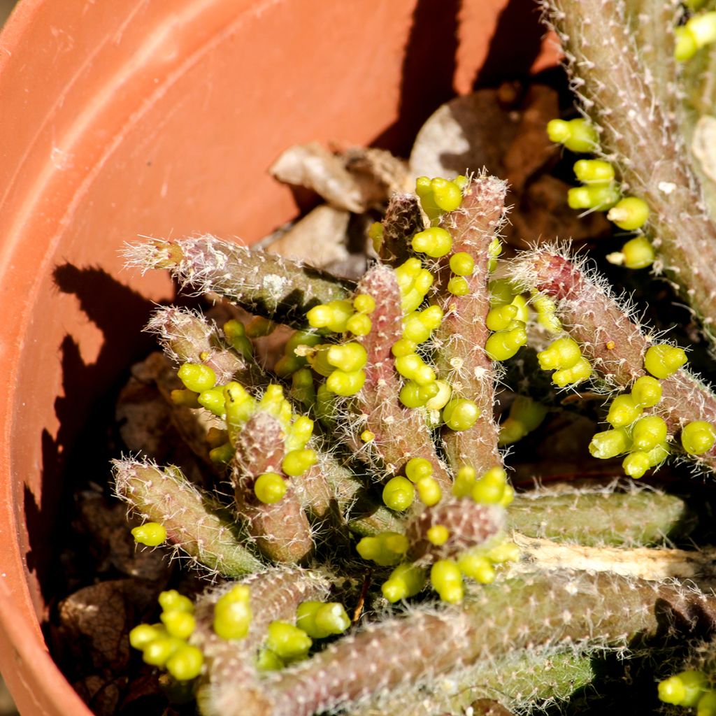 Rhipsalis horrida - Cactus-gui