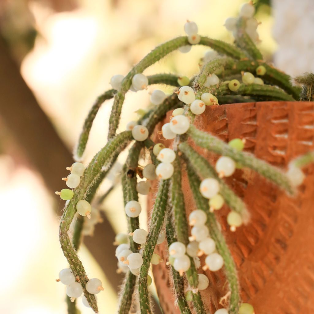 Rhipsalis horrida - Cactus-gui