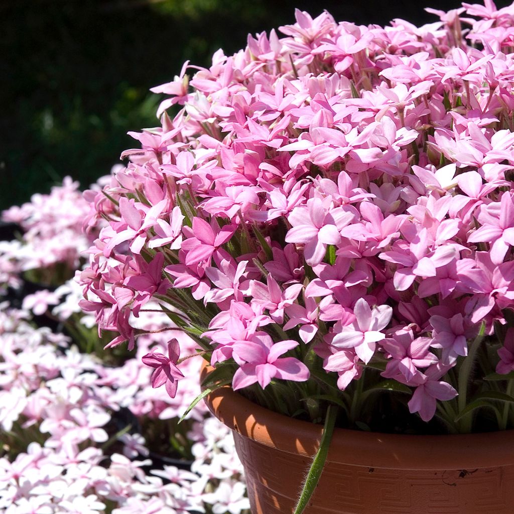 Rhodoxis Abigail