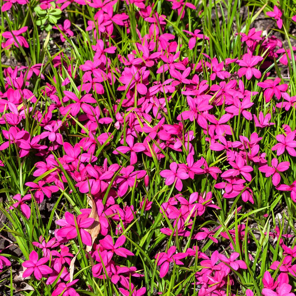 Rhodoxis Red Alert