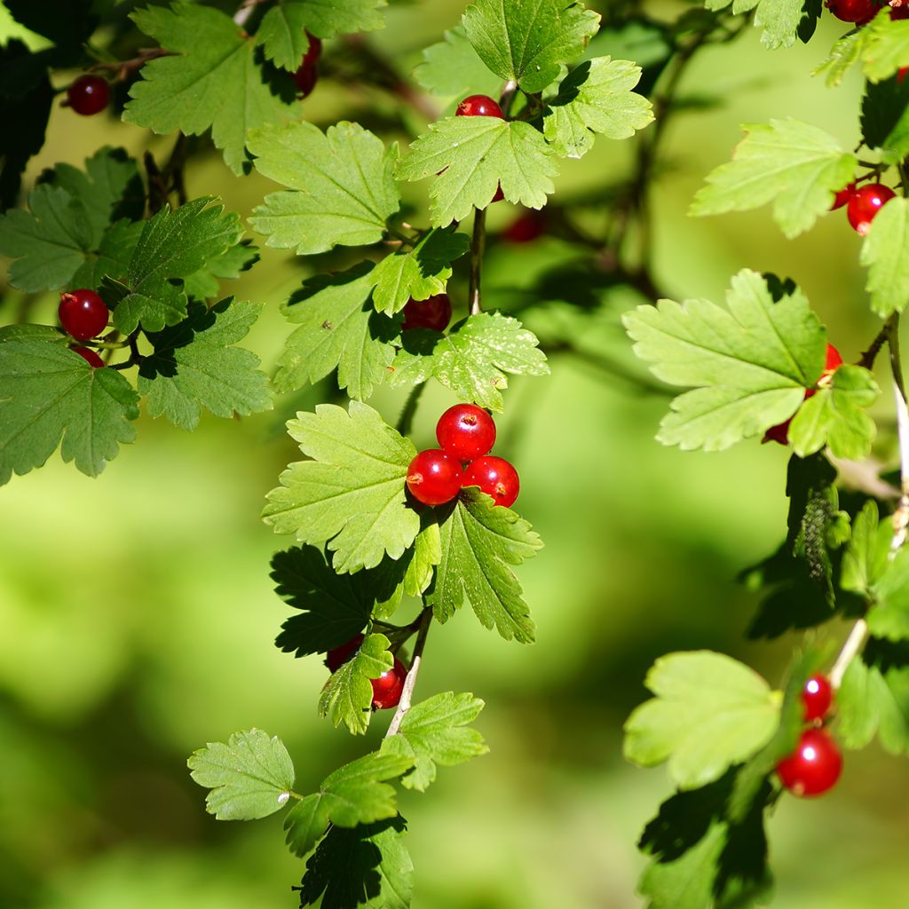Ribes alpinum - Groseillier des Alpes.