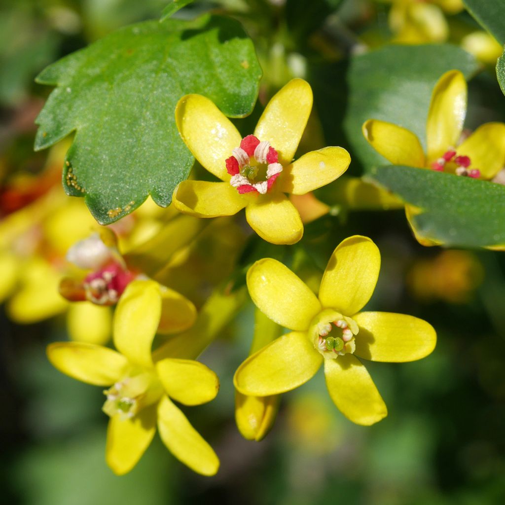 Ribes odoratum - Groseillier doré