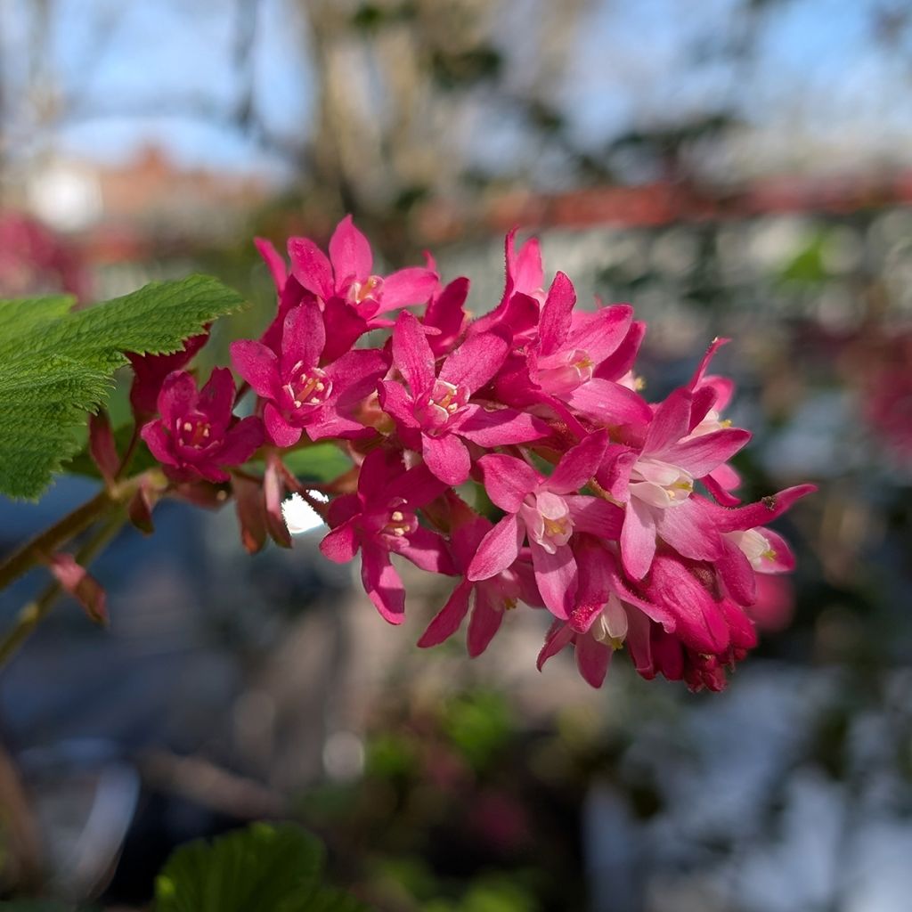 Ribes sanguineum Amore - Groseillier à fleurs