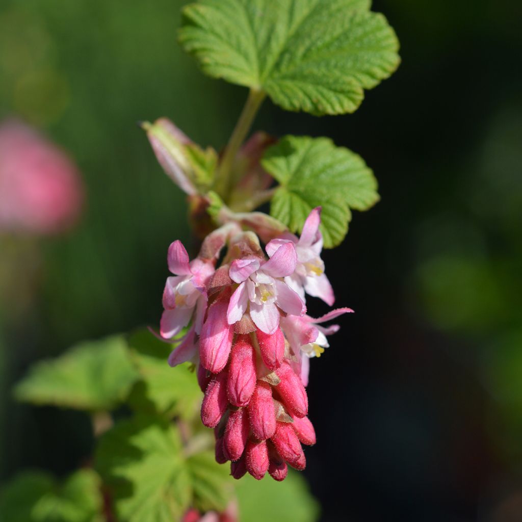 Ribes sanguineum King Edward VII - Groseiller à fleurs 