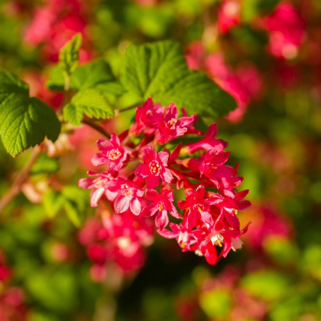 Groseillier à fleurs Pulborough Scarlet - Ribes sanguineum 