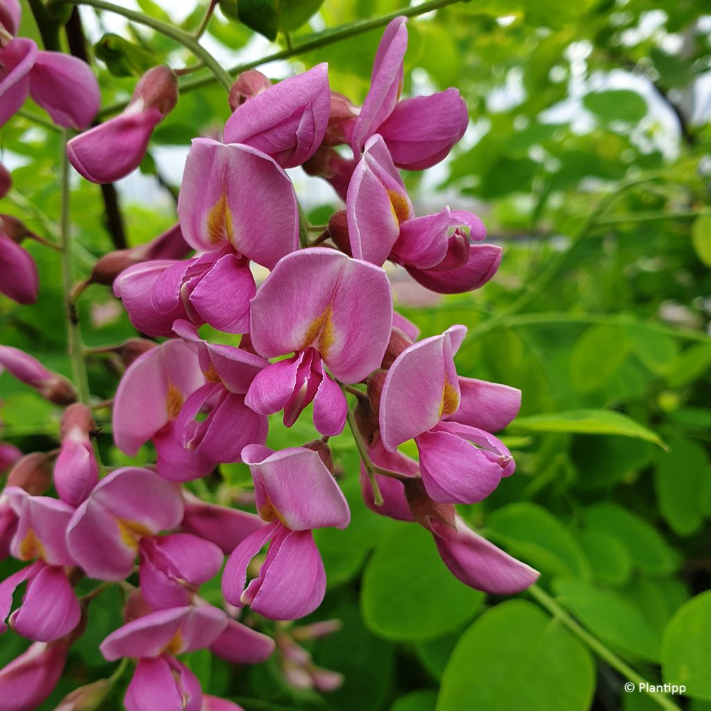 Robinia margaretta Georgia da Torino - Robinier rose