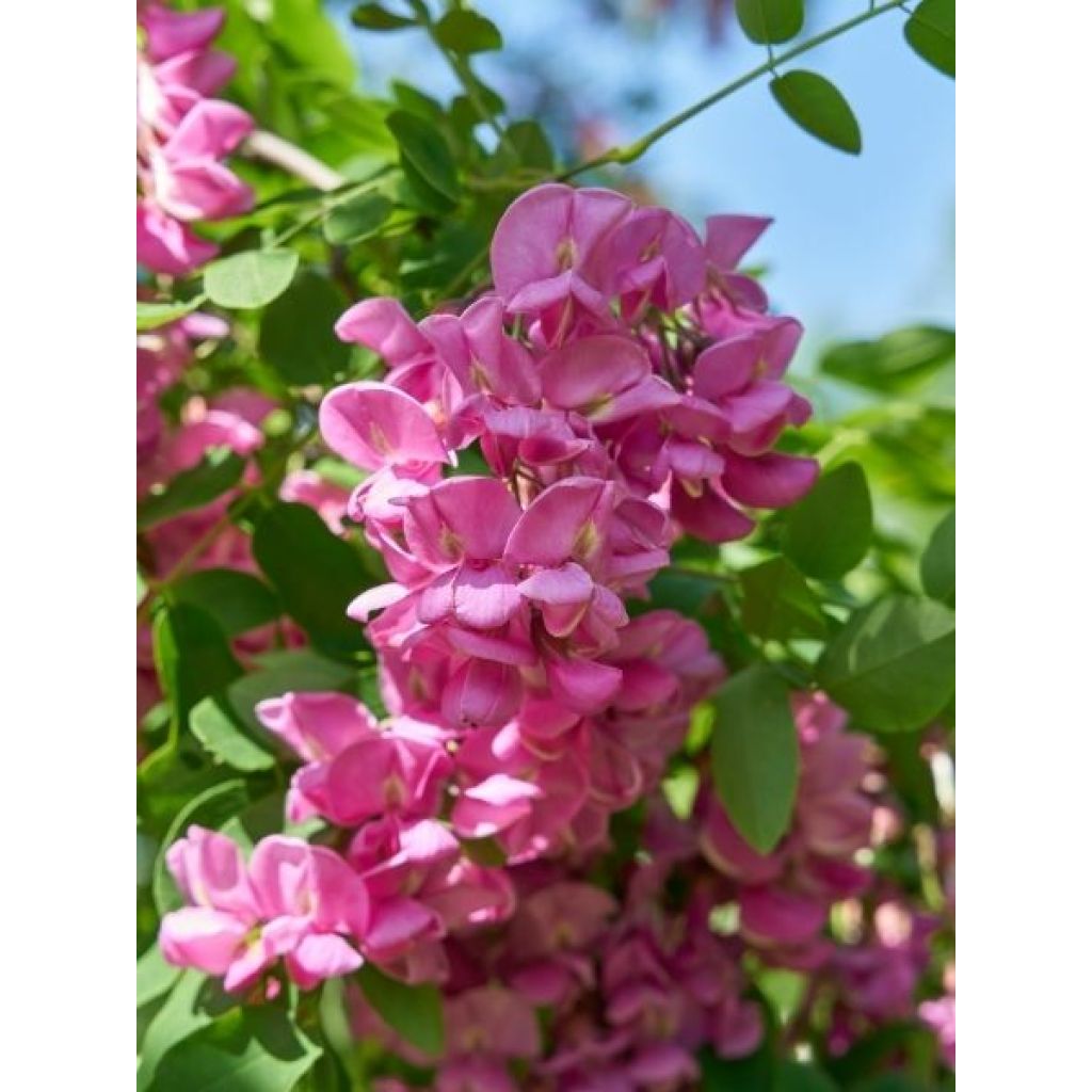 Robinia margaretta Georgia da Torino - Robinier rose
