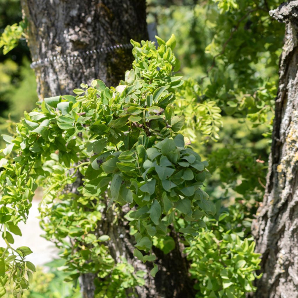 Robinia pseudoacacia Twisty Baby - Acacia nain tortueux.