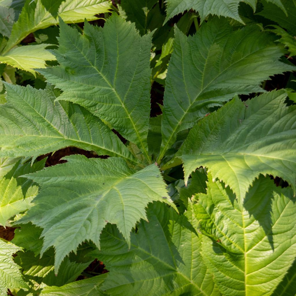 Rodgersia sambucifolia - Rodgersia à feuilles de sureau