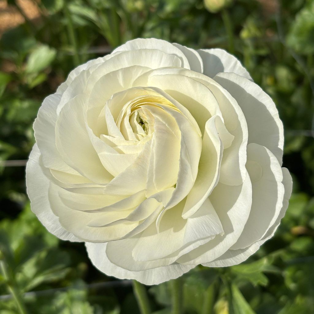 Renoncule des fleuristes Romance Courchevel – Ranunculus asiaticus