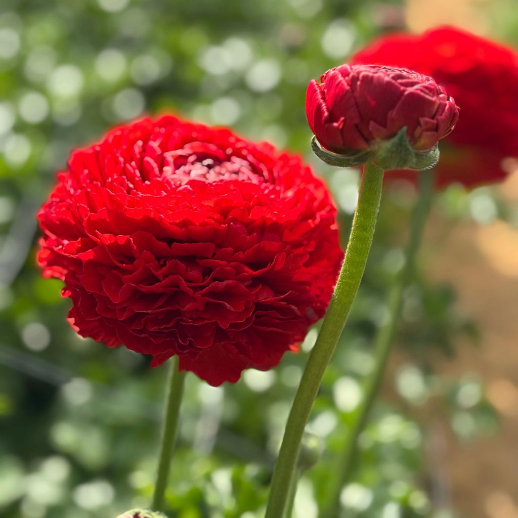 Renoncule des fleuristes Romance Get Lucky – Ranunculus asiaticus