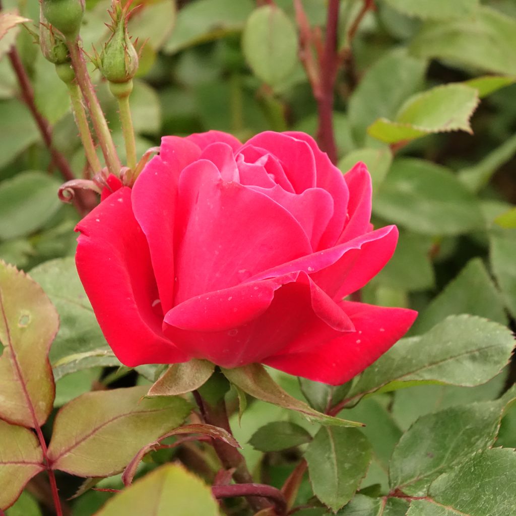 Rosier couvre-sol Double Knock Out