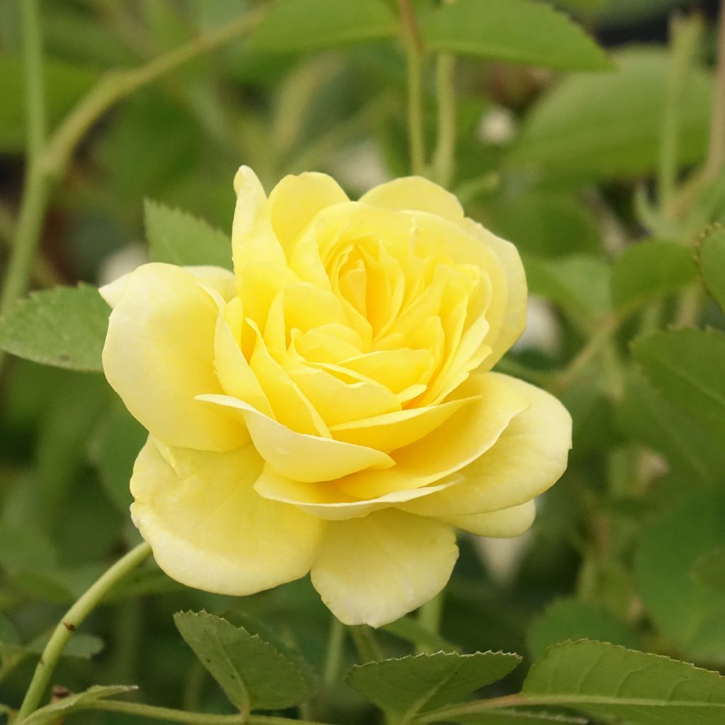 Rosa Golden Border - Rosier à fleurs groupées