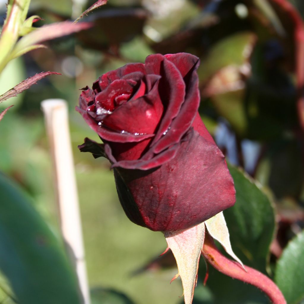 Rosier à grandes fleurs Black Baccara