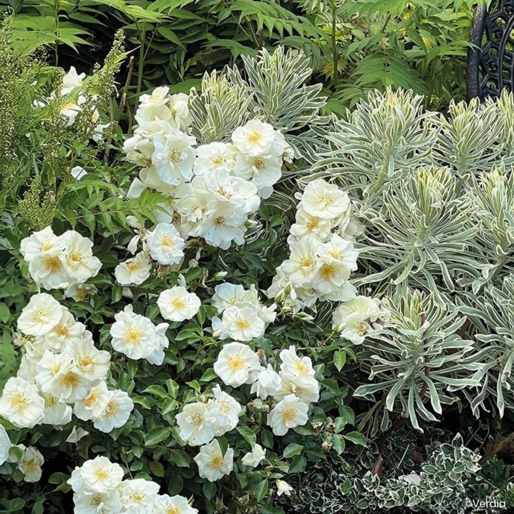 Rosier Décorosiers OPALIA