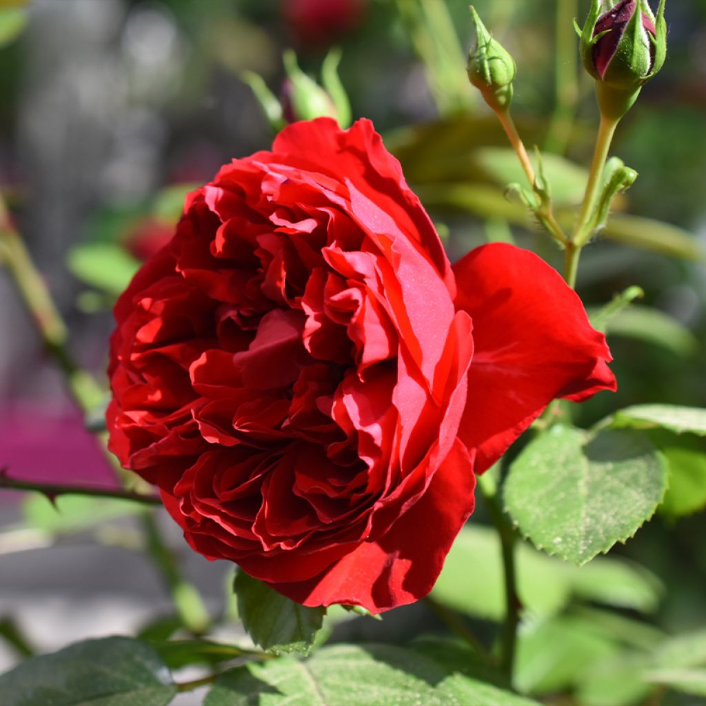 Rosier grimpant Florentina