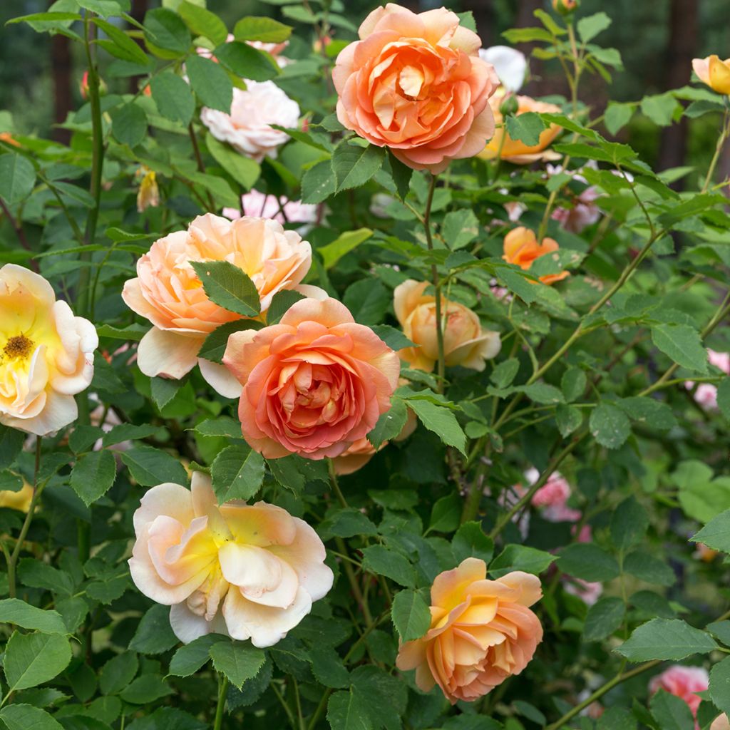Rosier David Austin Lady Of Shalott 