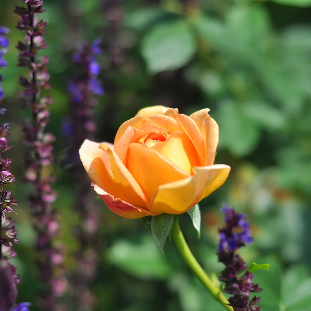 Rosier David Austin Lady Of Shalott 