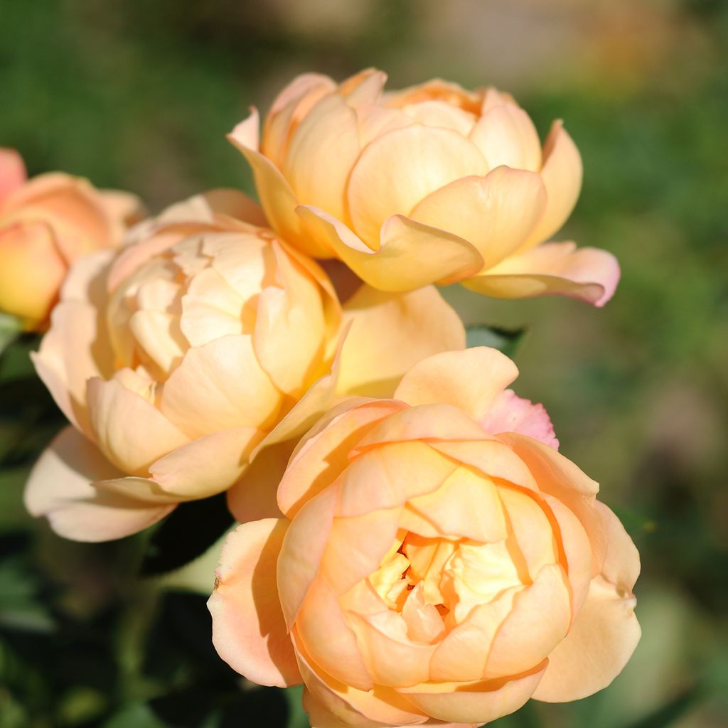 Rosier David Austin Lady Of Shalott 