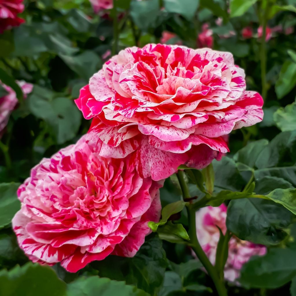 Rosier à fleurs groupées Abracadabra