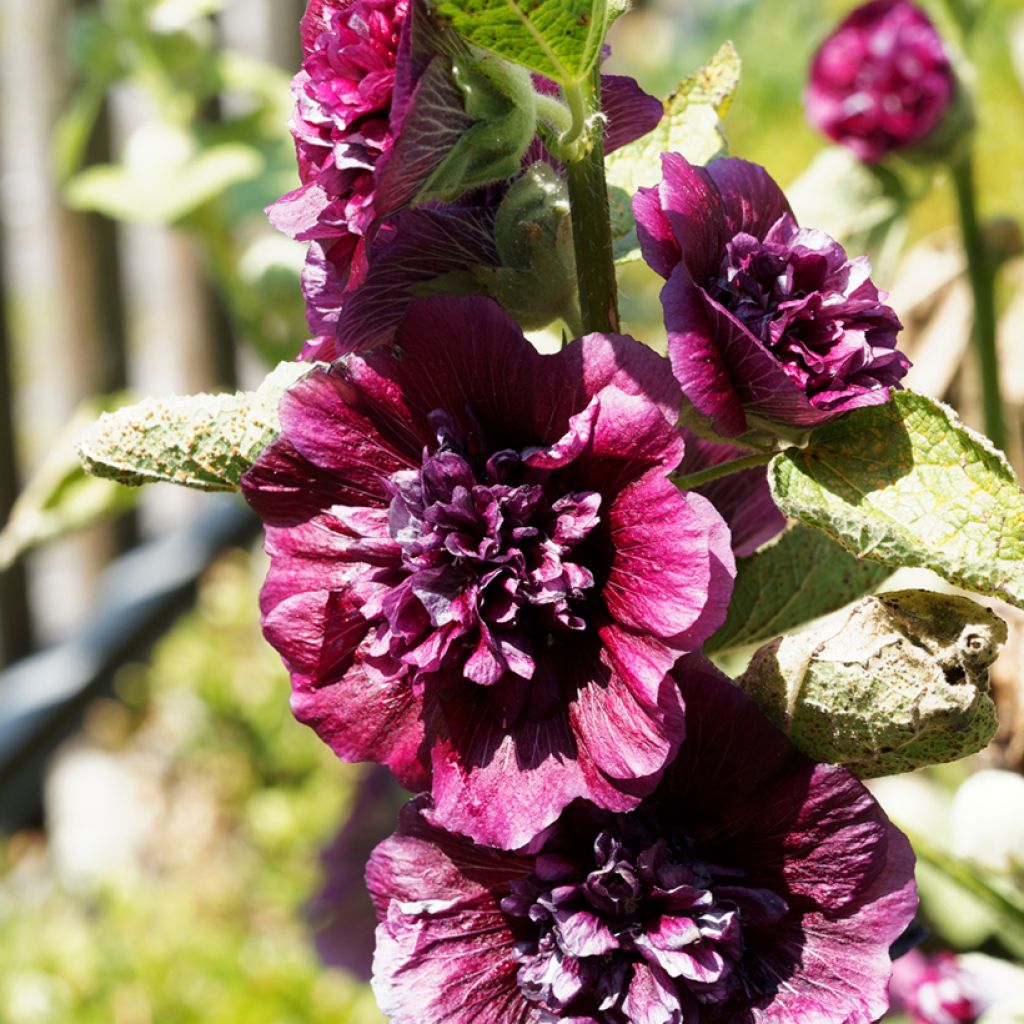 Rose trémière - Alcea rosea Chater's Double Violet
