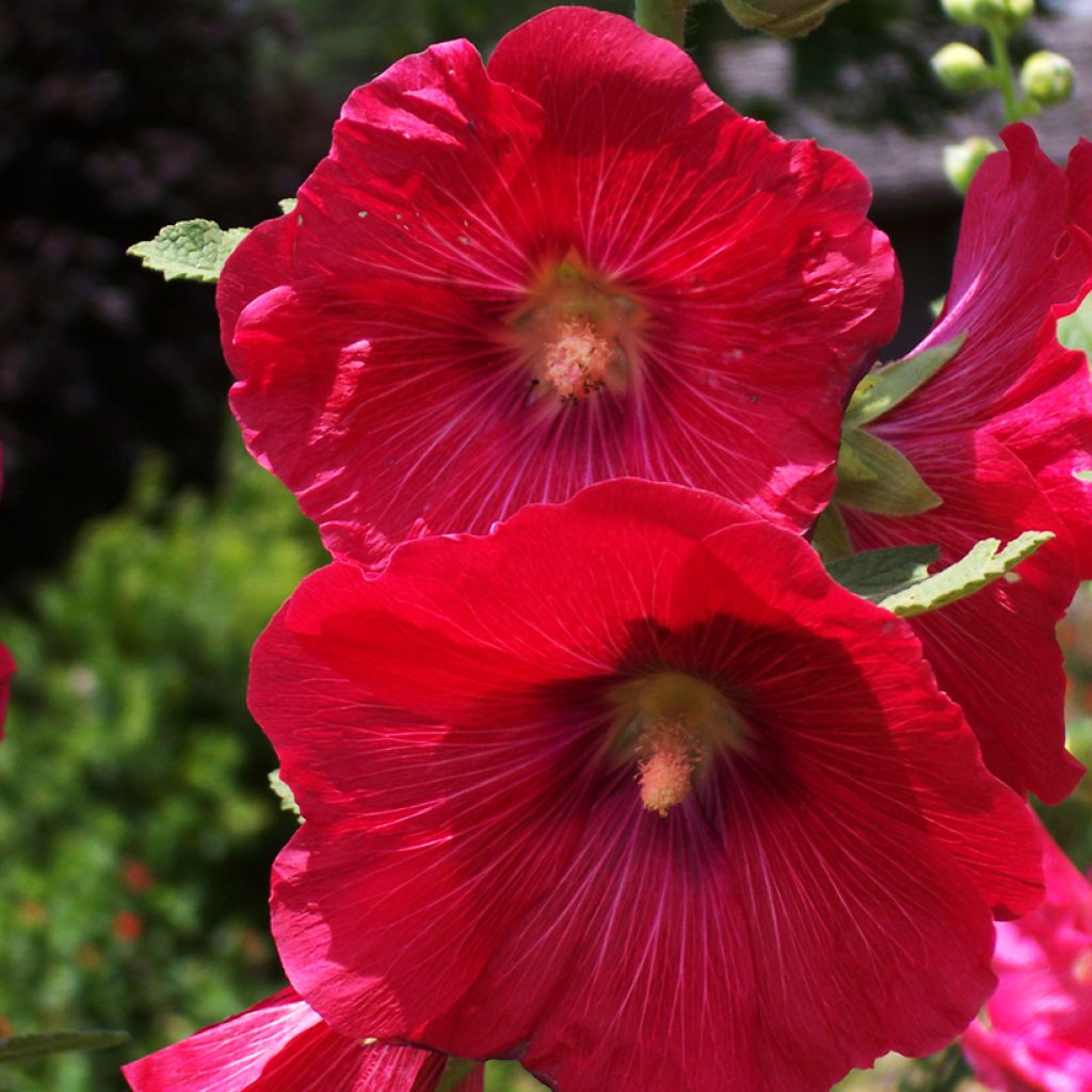 Rose trémière - Alcea rosea Mars Magic