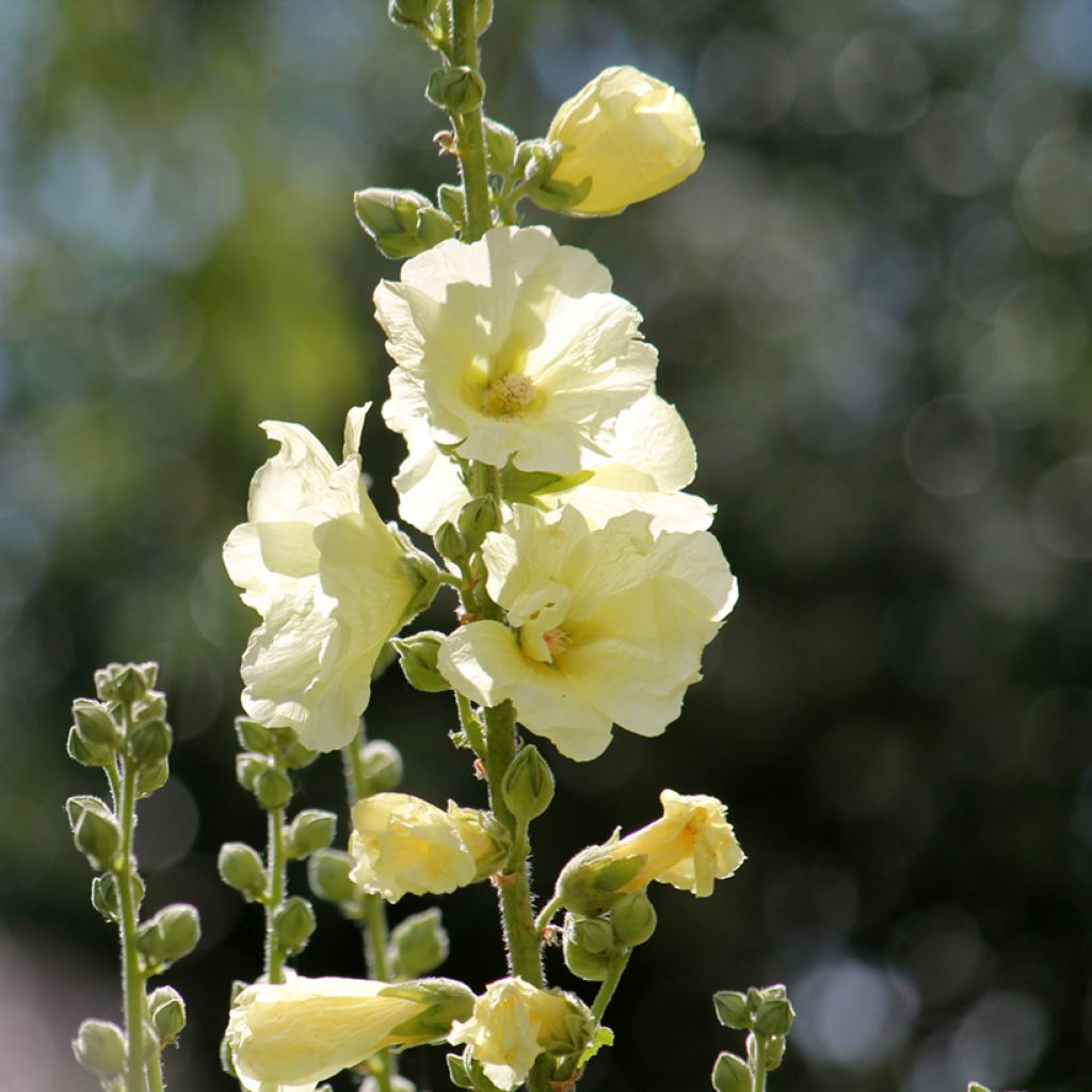 Rose trémière - Alcea rosea Sunshine