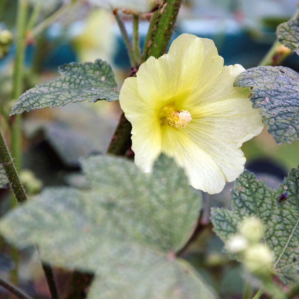 Rose trémière - Alcea rugosa
