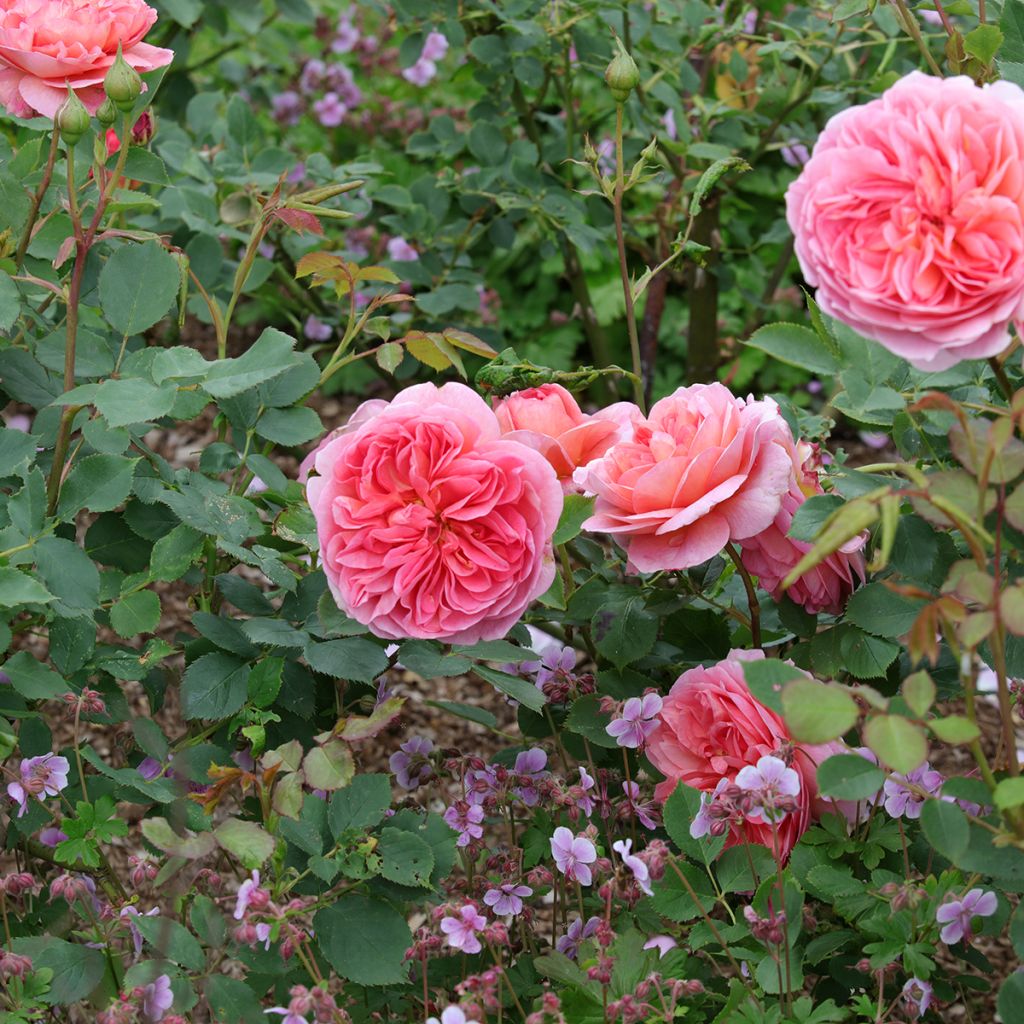 Rosier David Austin Boscobel