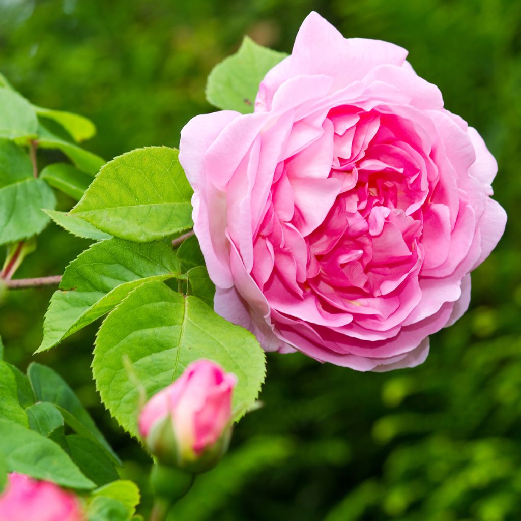 Rosier David Austin Constance Spry