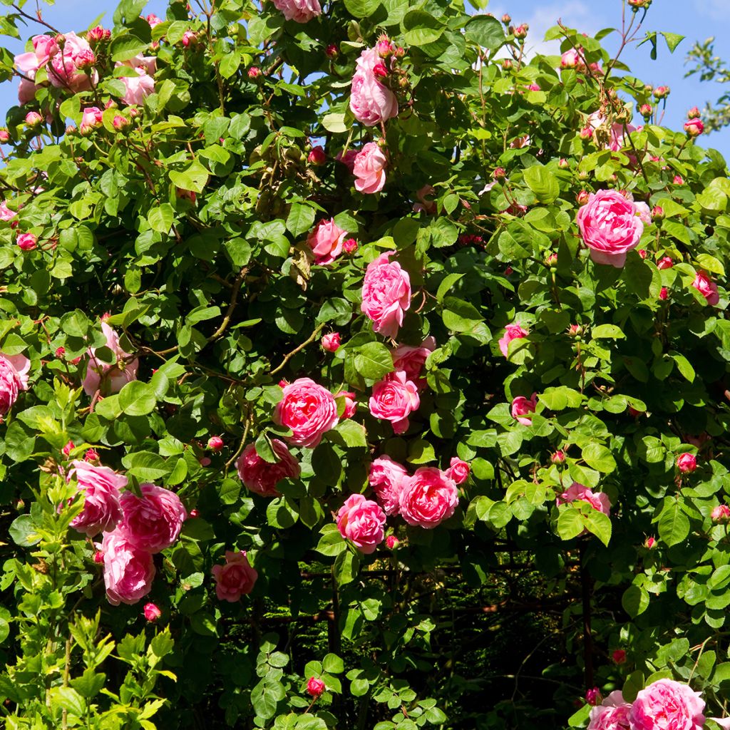 Rosier David Austin Constance Spry