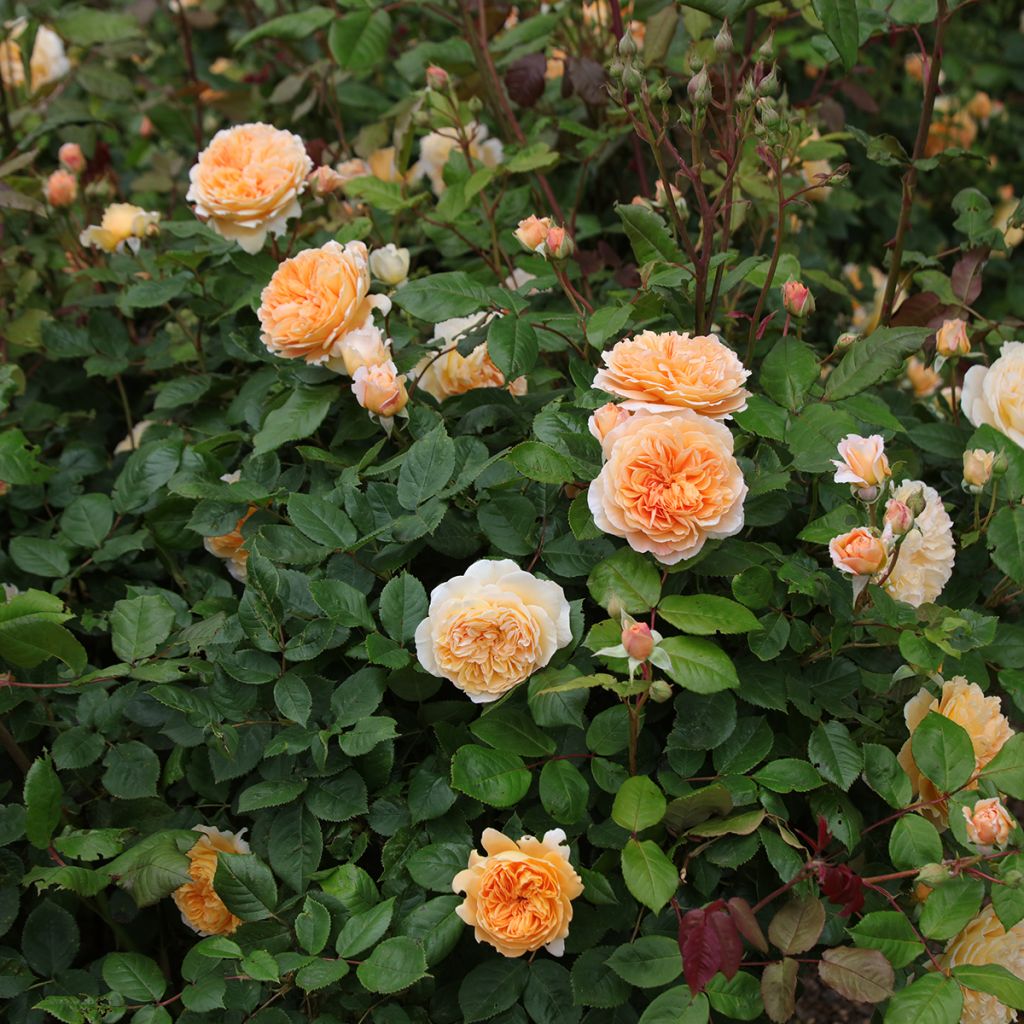Rosier David Austin Crown Princess Margareta