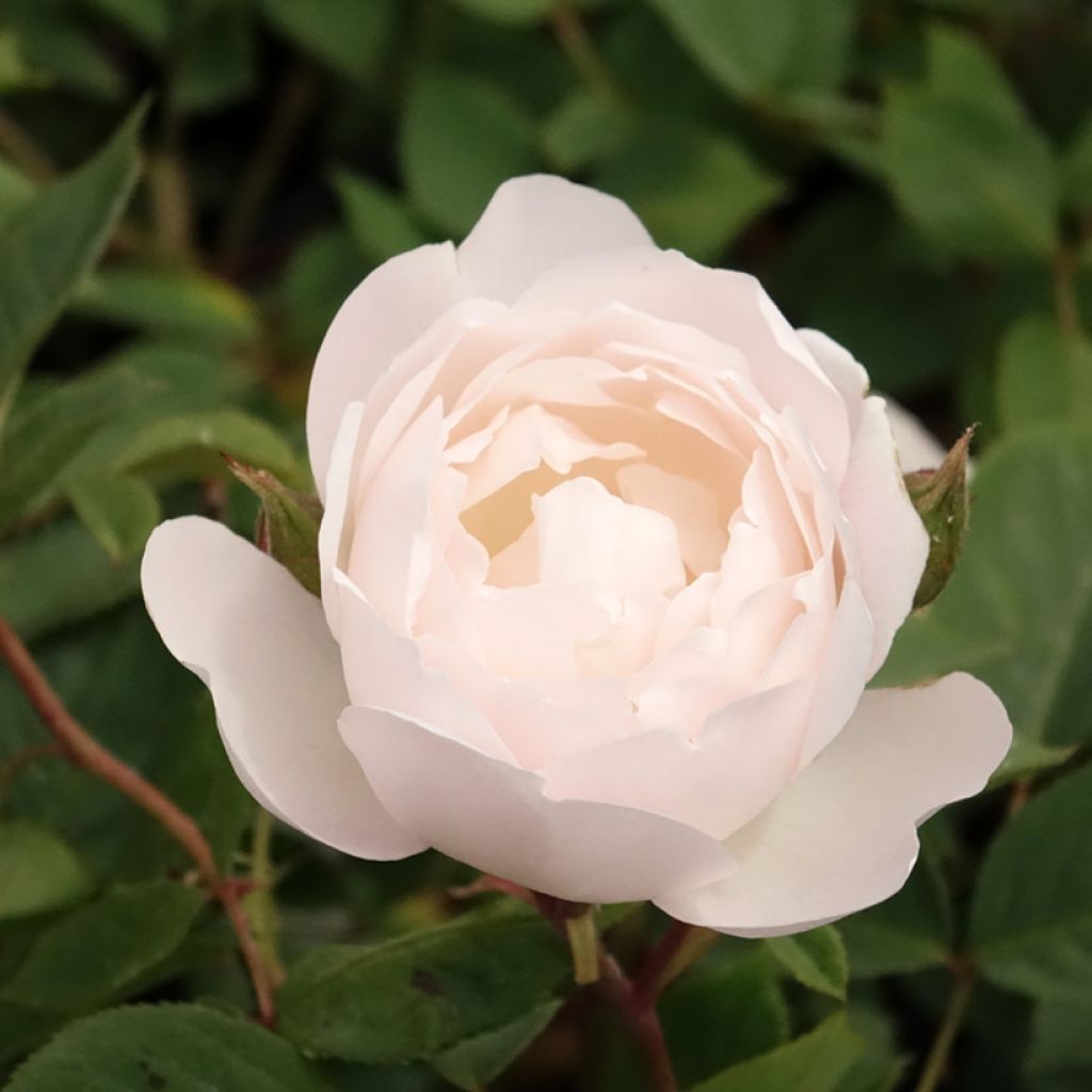 Rosier David Austin Desdemona 