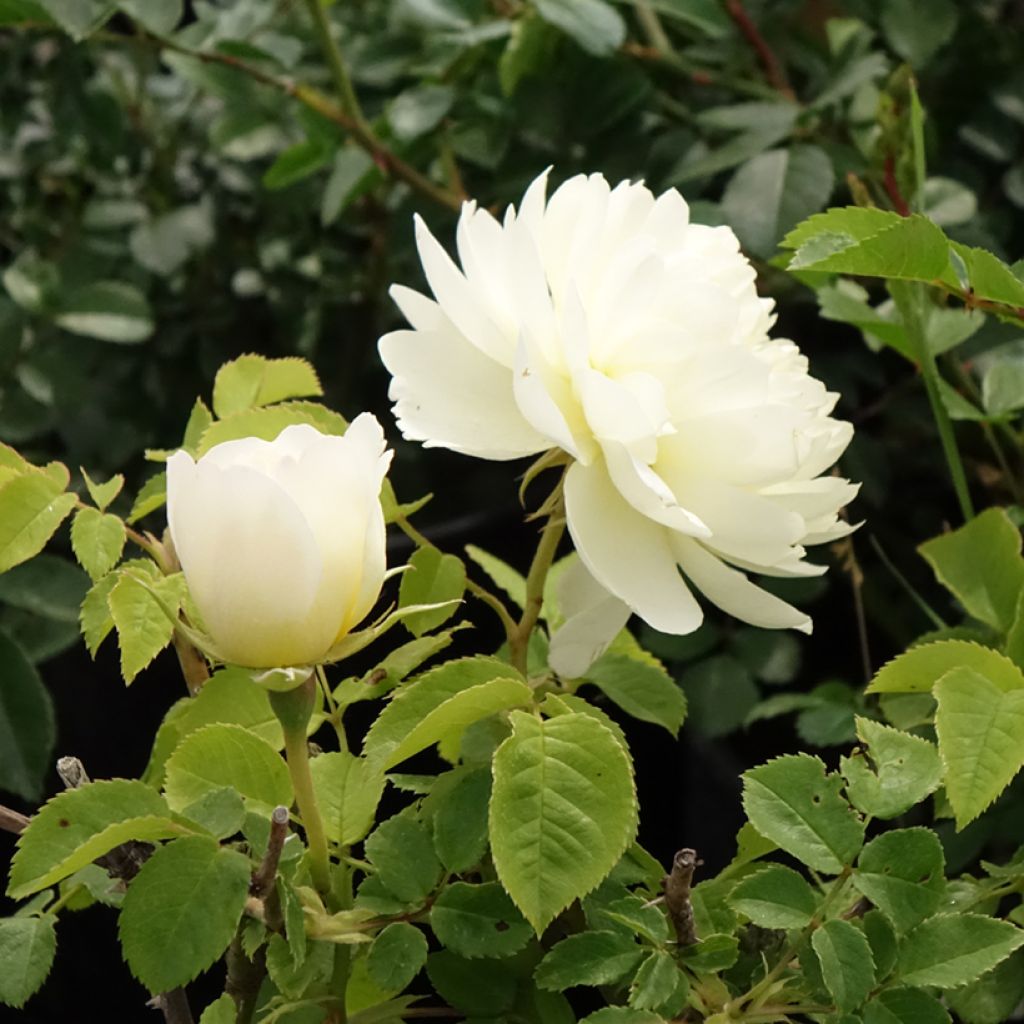 Rosier David Austin Imogen