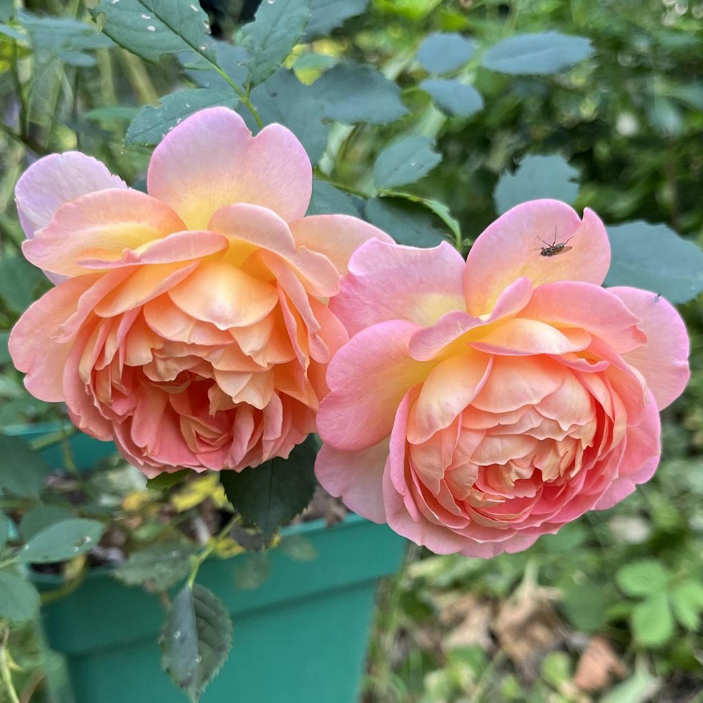 Rosier David Austin Lady Of Shalott 