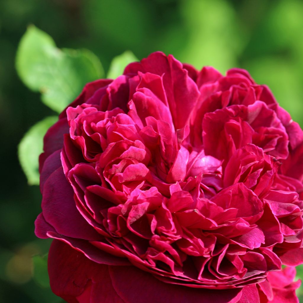 Rosier David Austin William Shakespeare 2000