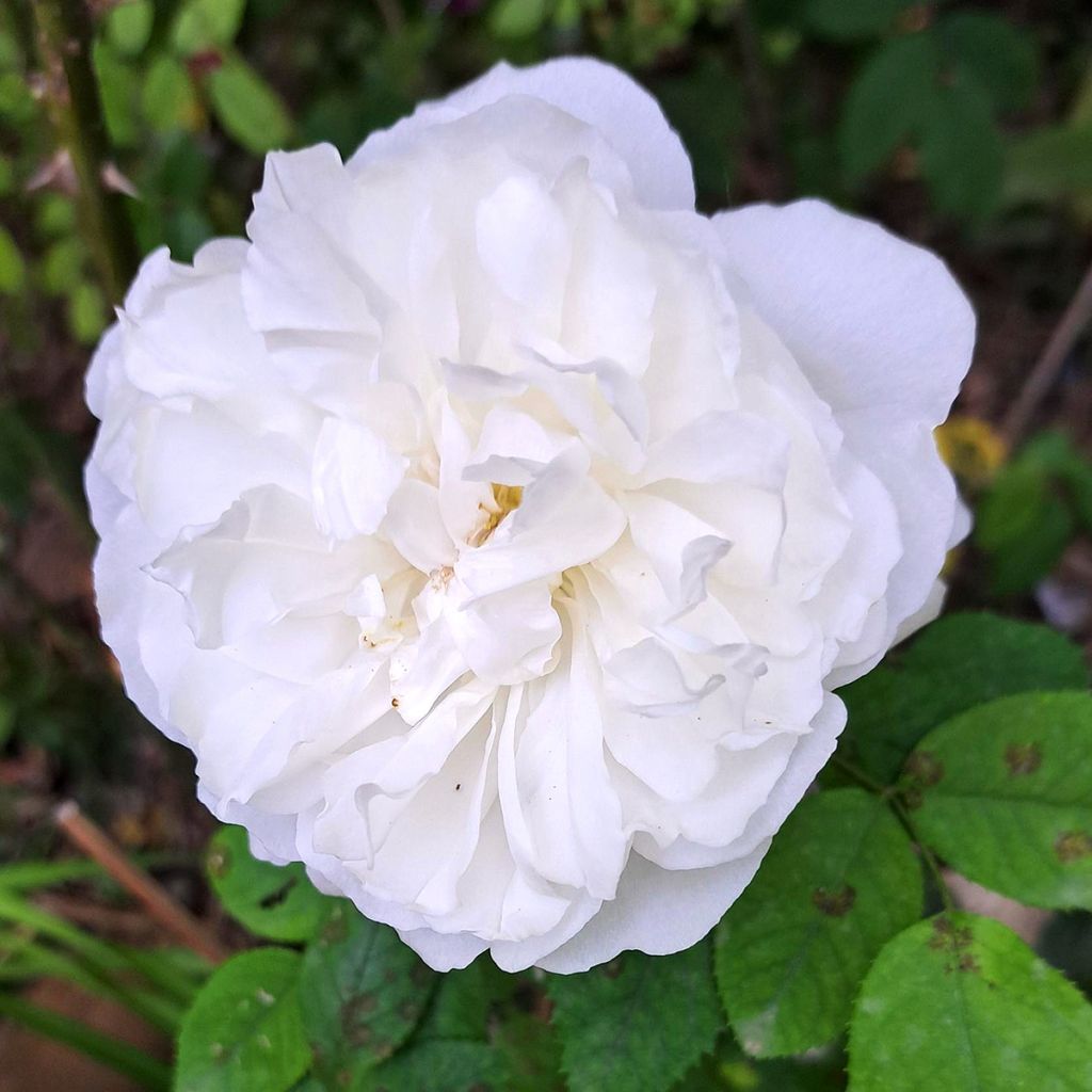 Rosier David Austin Winchester Cathedral 