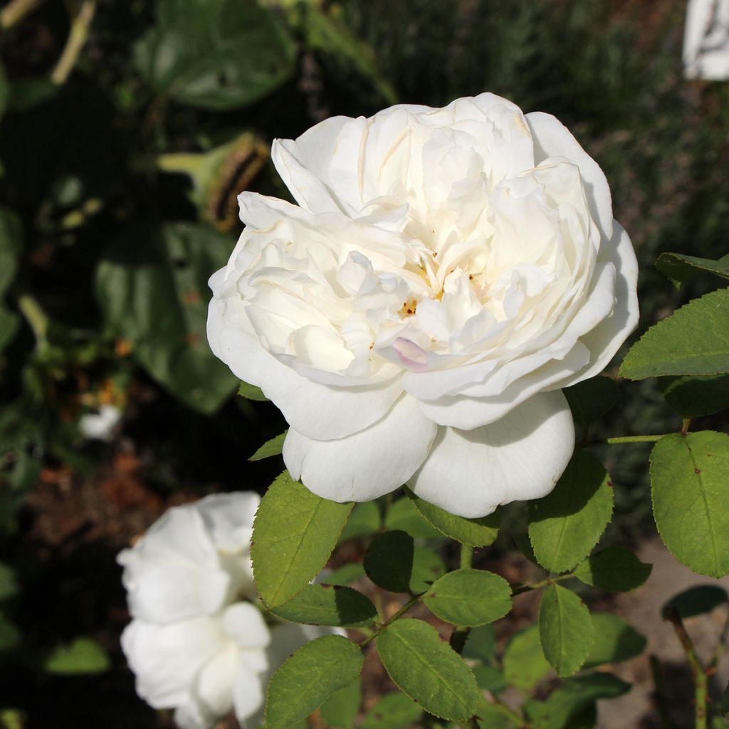 Rosier David Austin Winchester Cathedral 