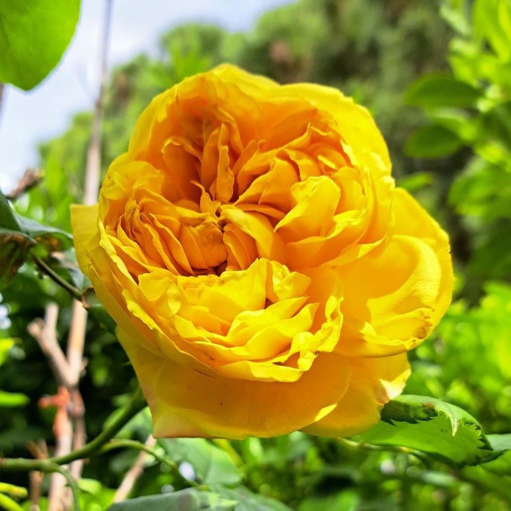 Rosier Generosa 100 Idées Jardin