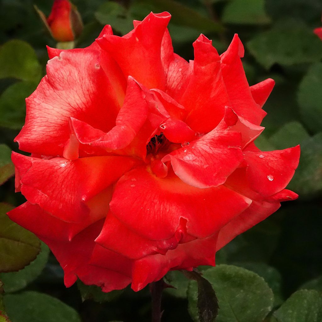 Rosier grimpant Christophe Colomb