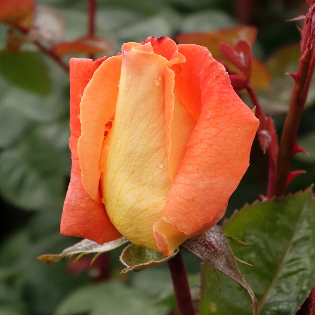 Rosier à grandes fleurs Louis de Funes