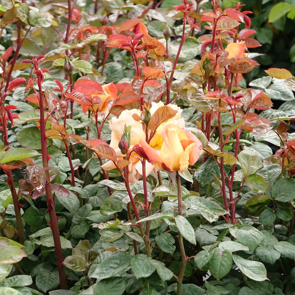 Rosier à grandes fleurs Louis de Funes