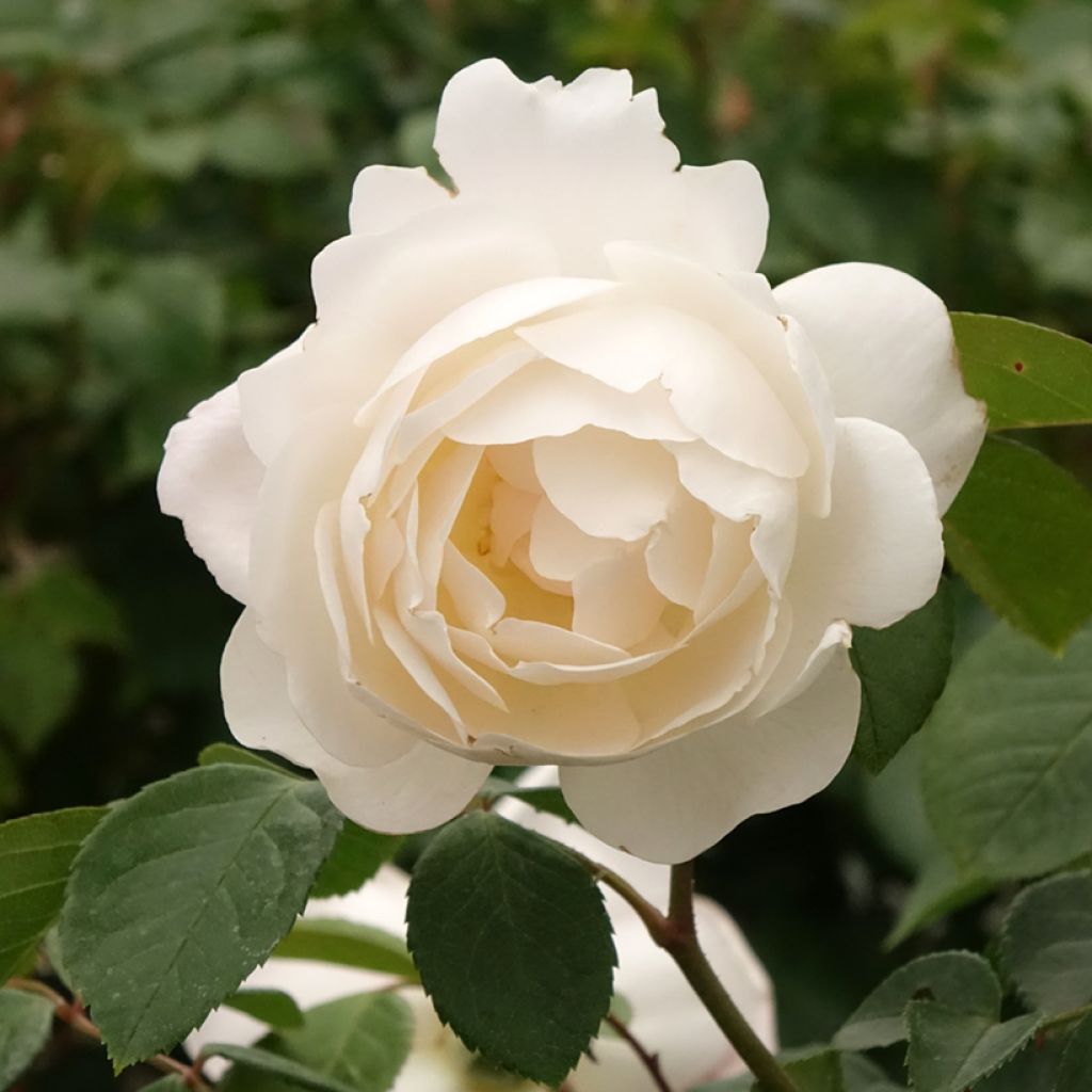 Rosier Tige David Austin Desdemona