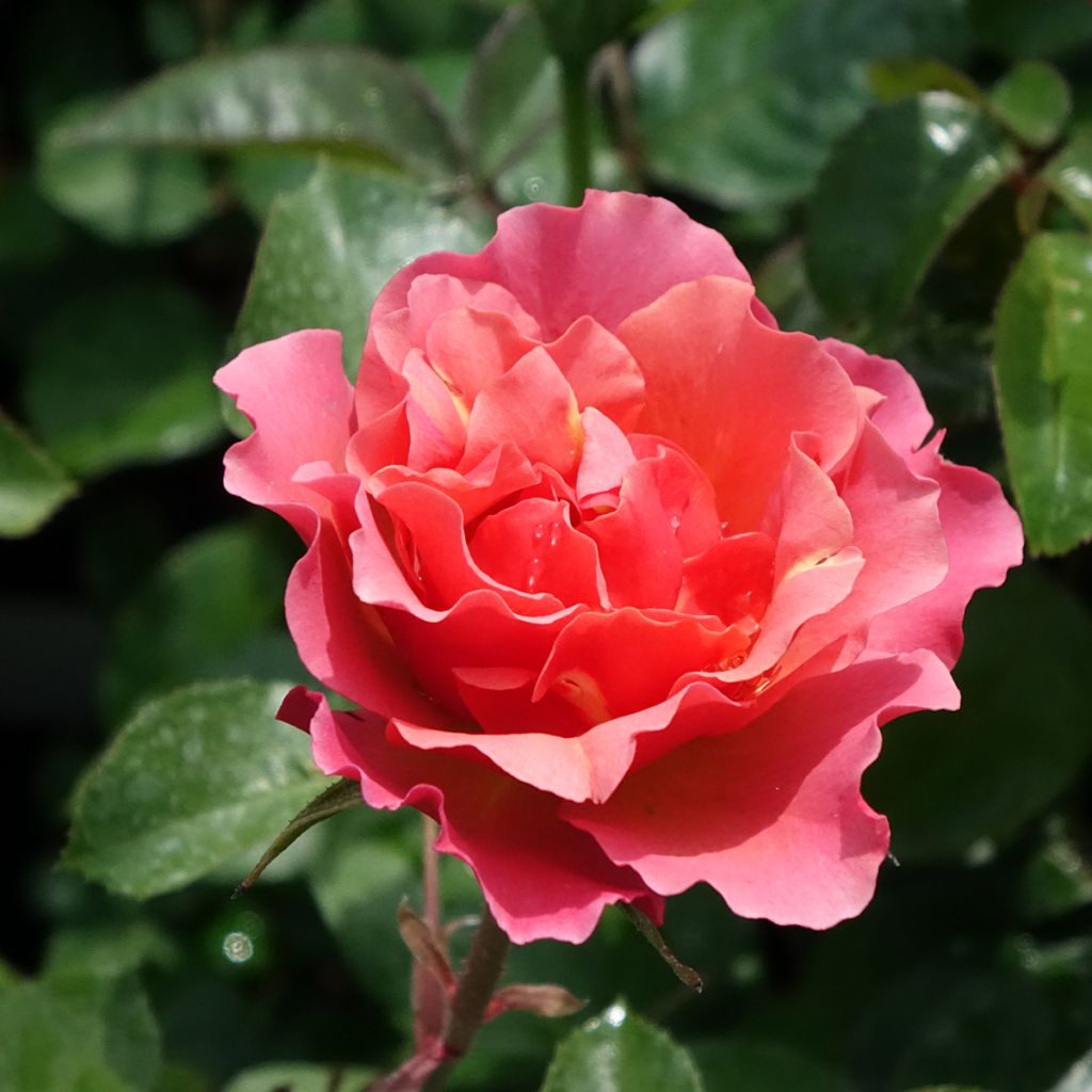 Rosier à fleurs groupées Jean Cocteau
