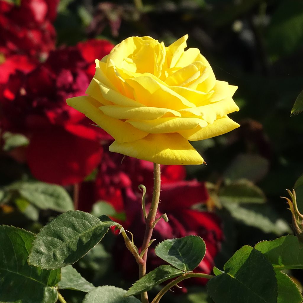 Rosier à fleurs groupées Carte d'Or