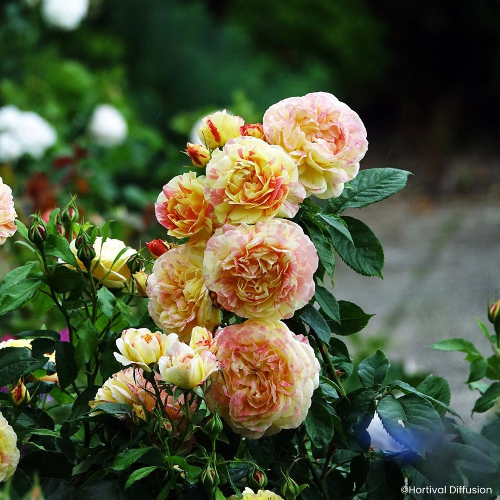 Rosier à fleurs groupées Scentimental Vanille