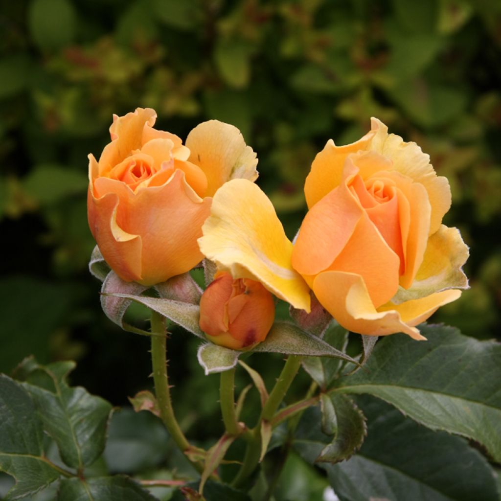 Rosier à fleurs groupées Amber Queen