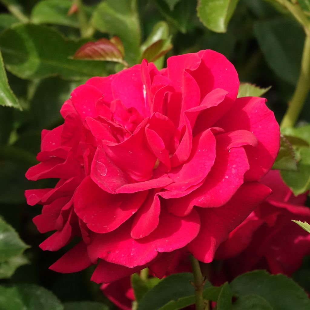 Rosier à fleurs groupées Bordeaux