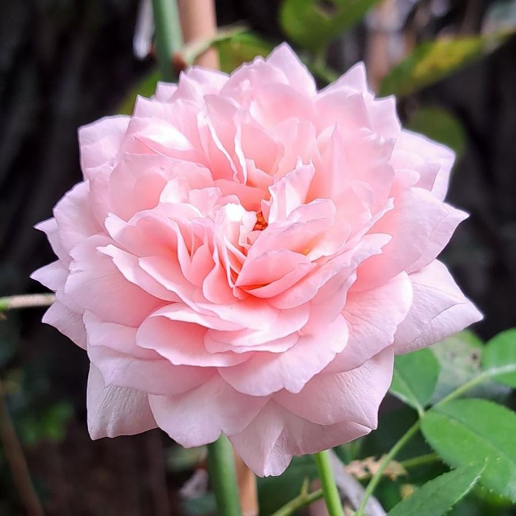 Rosier à fleurs groupées Catherine Meurisse