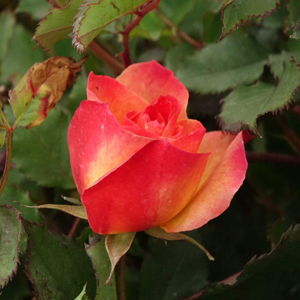 Rosier à fleurs groupées Hedge Charmers - LandLust
